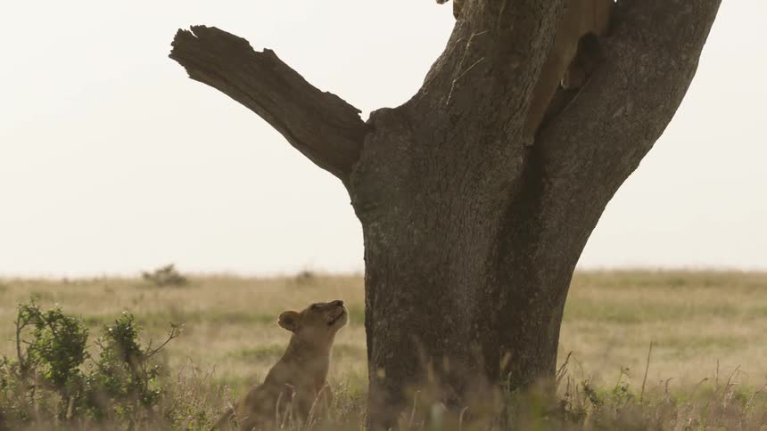 Lioness climbs up tree in the field