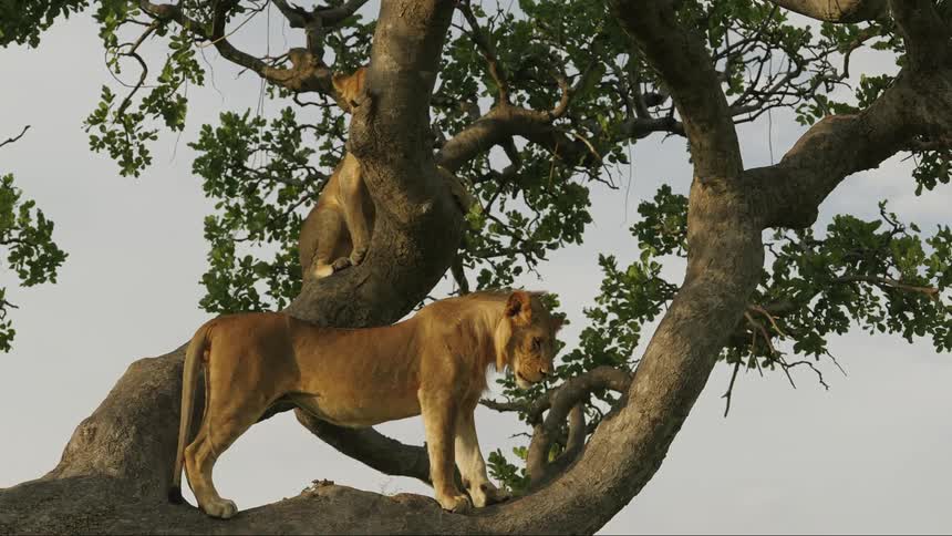 A lion and its cub stand in a large tree looking at something on the ground