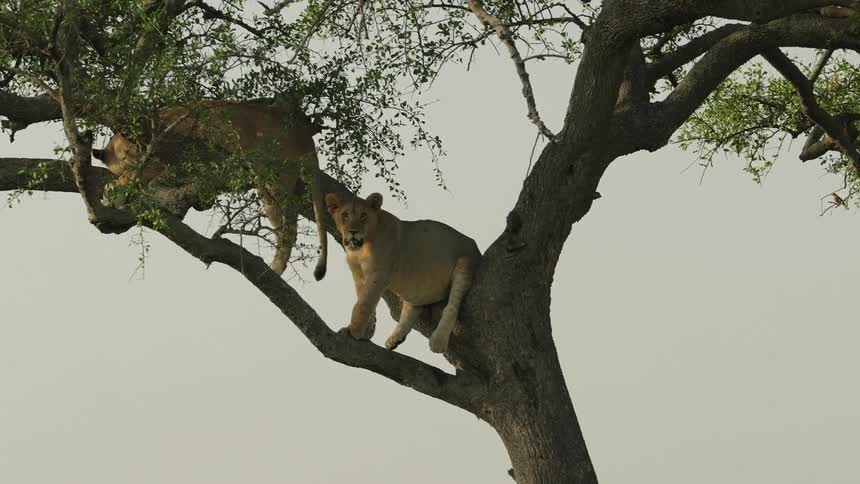 Two lions in a tree one sleeping and the other sitting on the tree trunk looking around panting