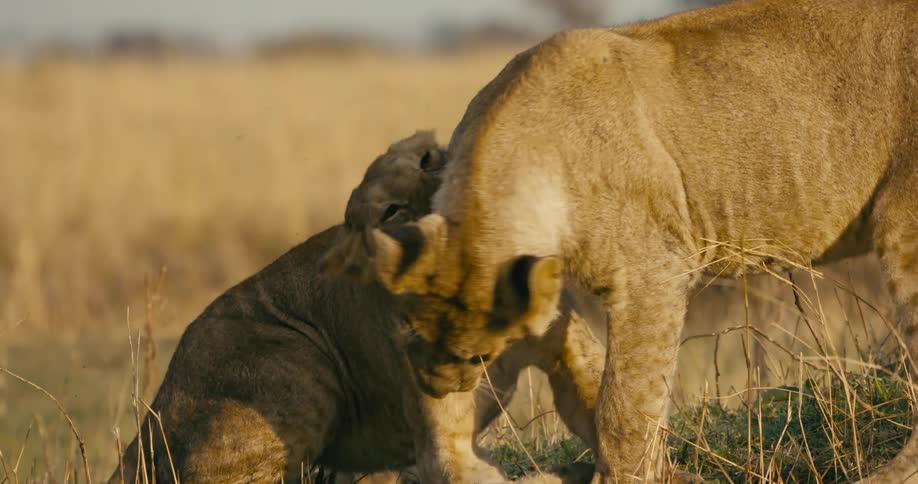 The sun shines upon two lions playing in a field