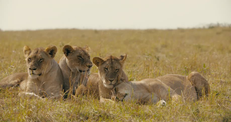A pride of lioness relaxing on the african savanna at daytime