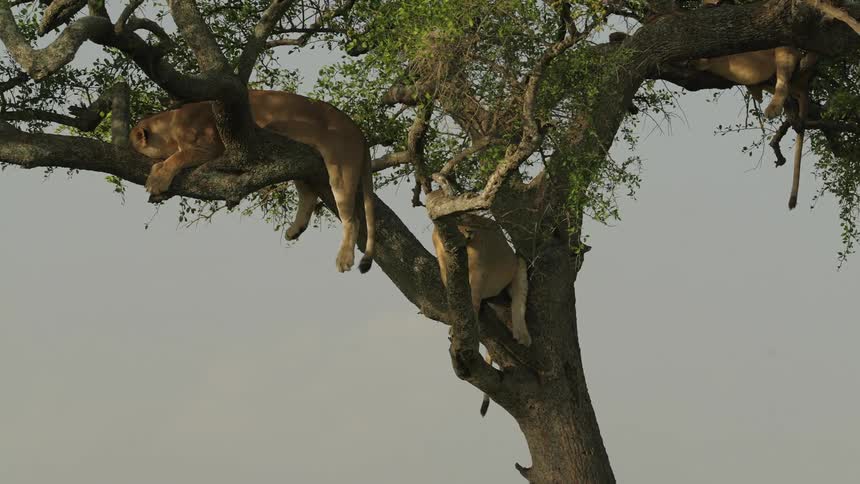 Lions laying down sleeping and sitting looking around in a tree