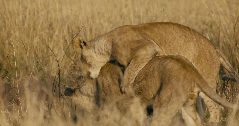 A lion passes another lion who is resting in a weed field when that lion jumps and attacks the first one in a playful way