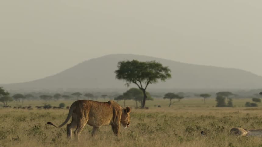 A lioness walks towards her pride relaxing on the african savanna at daytime