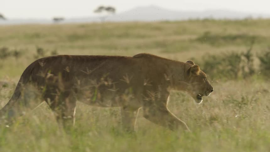 A lion is walking in slow motion in a wide open field of grass