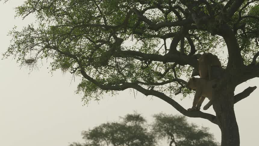 Lionesses lie in the tree in the wild