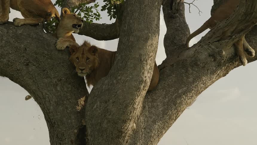 A pride of lions sitting on tree in the wild