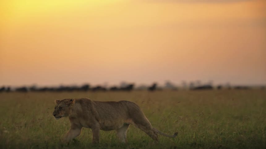 A pride of lions in the wild at sunset