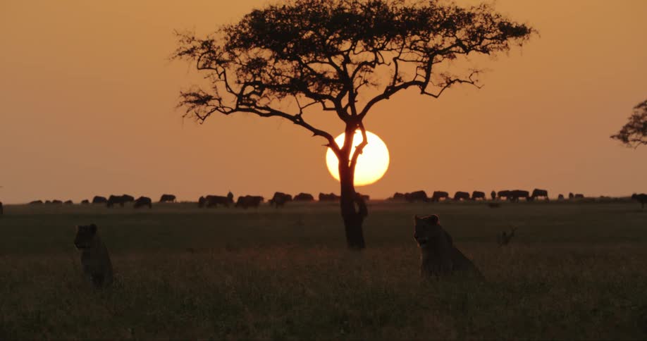 Lionesses rest on the african savanna while the sun sets behind a single tree
