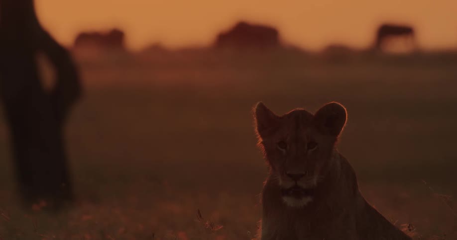 Lioness on savanna grassy plain at sunset orange backlight on lioness panting