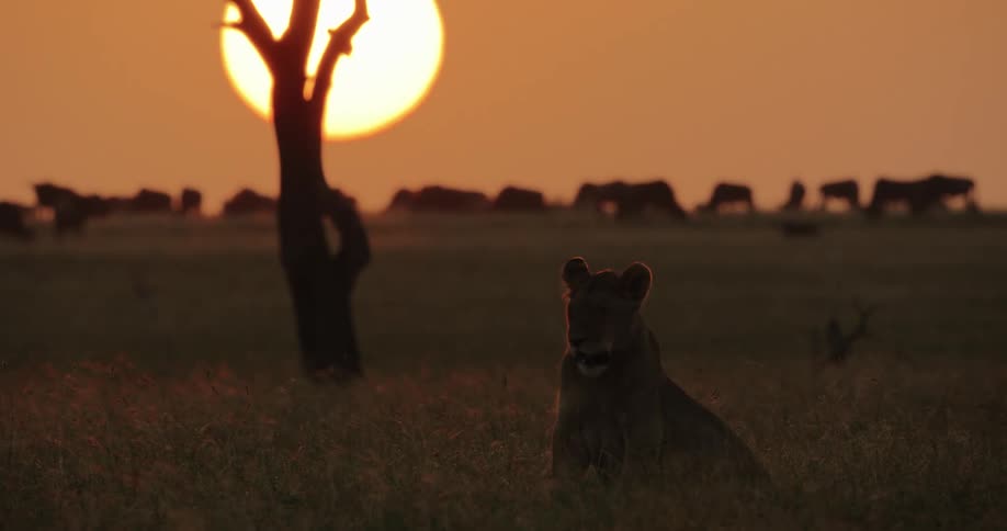 Lion sits in the field near the herd at sunset