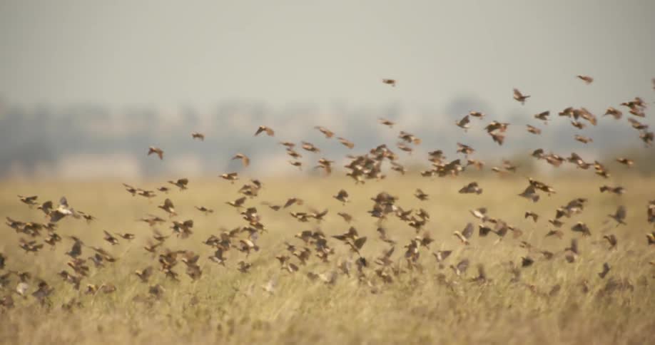 A flock of birds flying and landing on tall dry grass