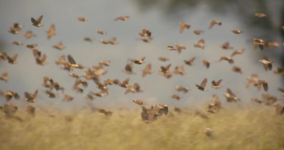 A flock of birds flying over brown grass in the wild