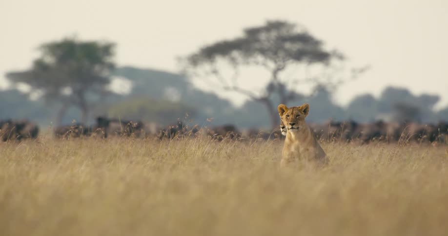 A lion is sitting in the grassland field