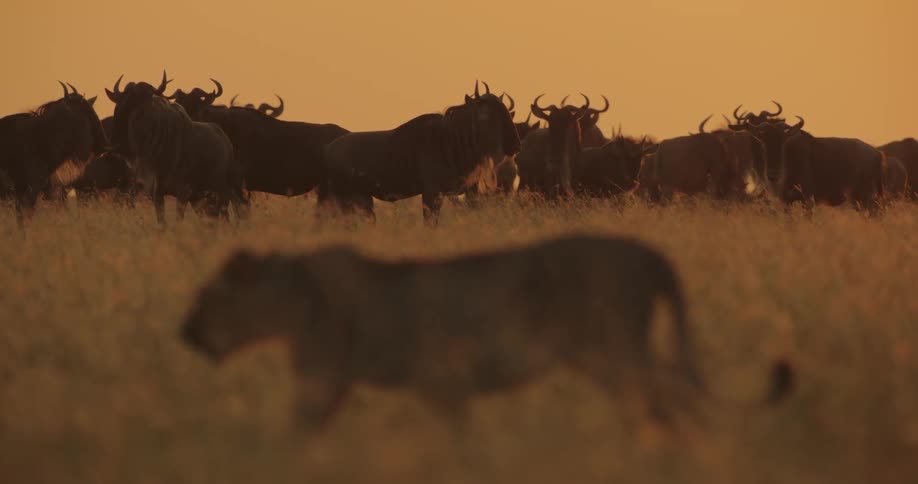 Lioness walks past the herd in the wild at sunset
