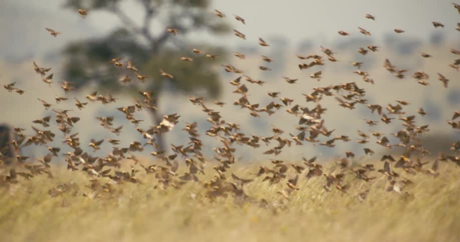Flock of birds landing on the grass in the african savanna at daytime