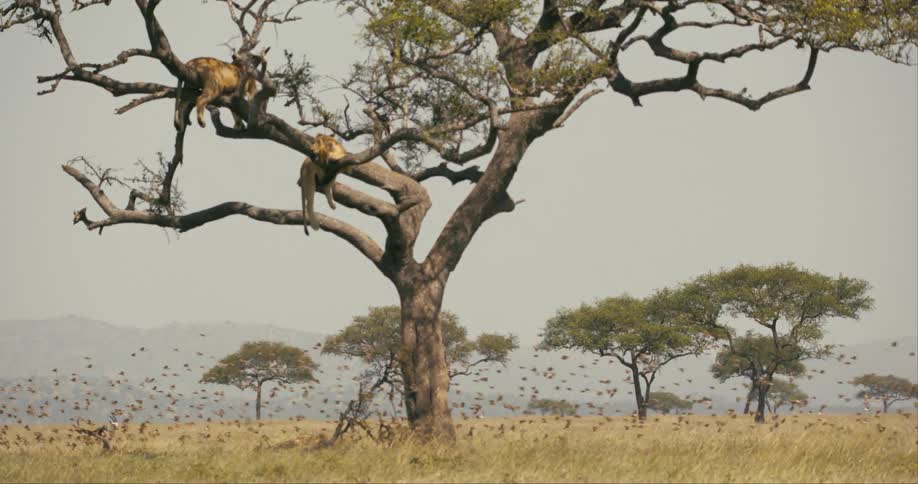 A pair of lions rest and dangle from a tree while a flock of birds fly by