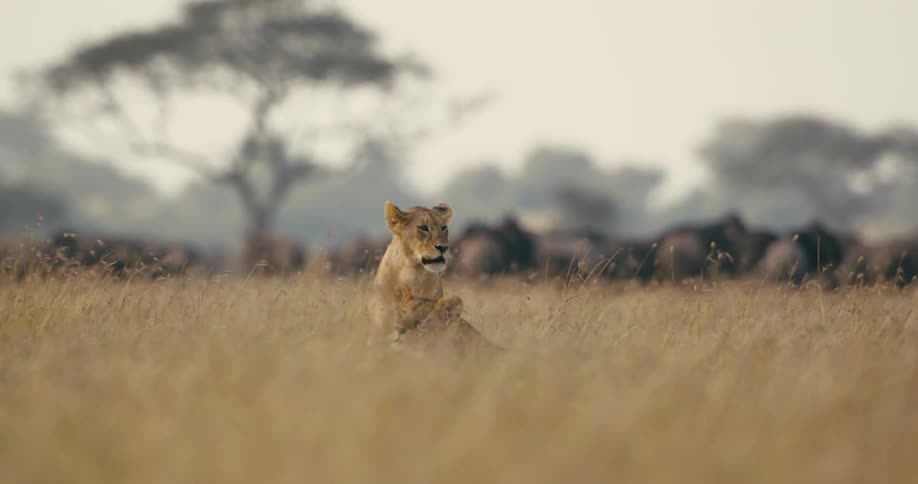 The sun shines upon two lions sitting in a field of tall dry grass as it moves in the breeze