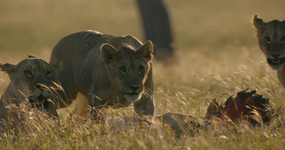 In a group of four lions resting in a grassy field two are playing with each other and another gets up to leave
