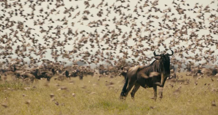 A flock of birds take flight around a wildebeest standing in the african savanna