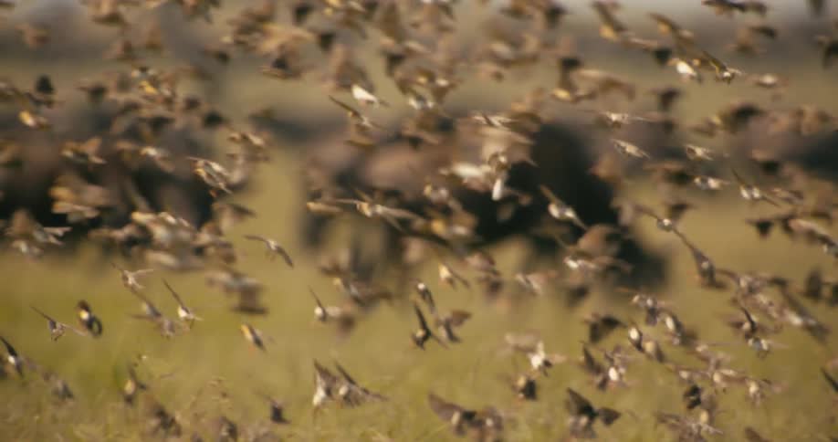 A large flock of birds flying low near the grassland and landing in the grass