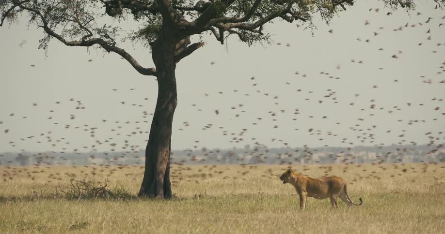 A lion standing in front of a tree on a grass prairie while a flock of birds fly up over the tree and back around