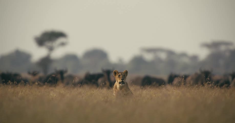 Lioness sits in the brown wild grass near the herd