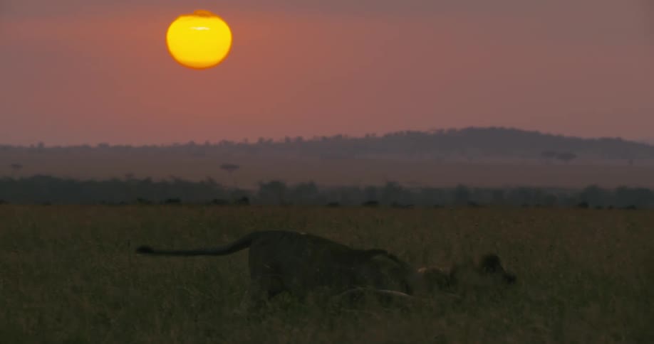 Two lions are playing in the grass as the sun glows in a hazy red sky