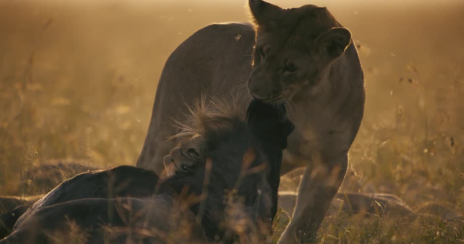 A lion is eating an animal in the jungle