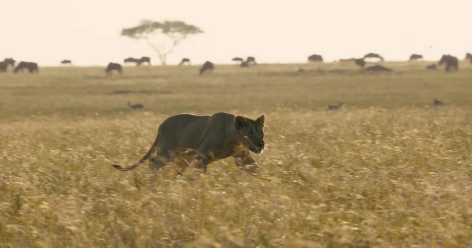 Lion walks in the field near the herd