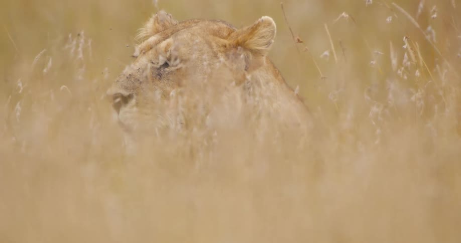 A lions face as it sits in the tall dry grass looking around