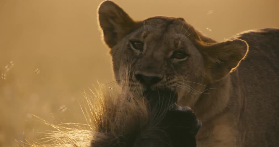 A lioness feeding from the carcass of a recent captured prey in the african savanna