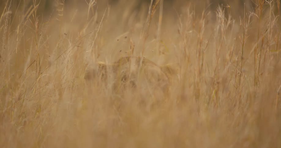 A lion is barely visible as it walks through tall dry grass and weeds