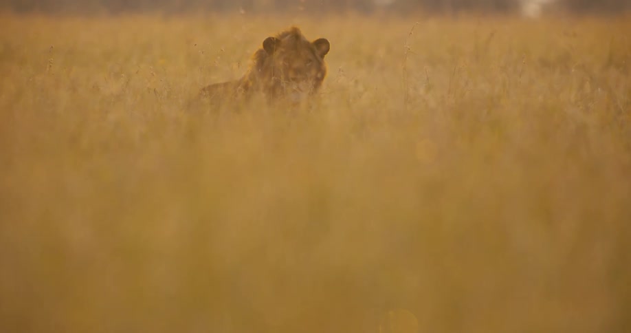 A lion gazing intently while partially hidden in tall weeds