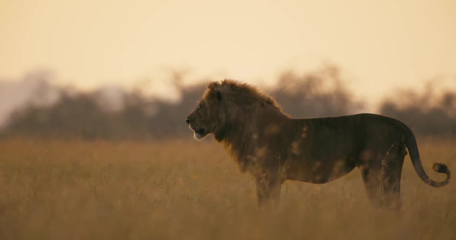A lion looks around at its surroundings while standing in a grassland in the evening