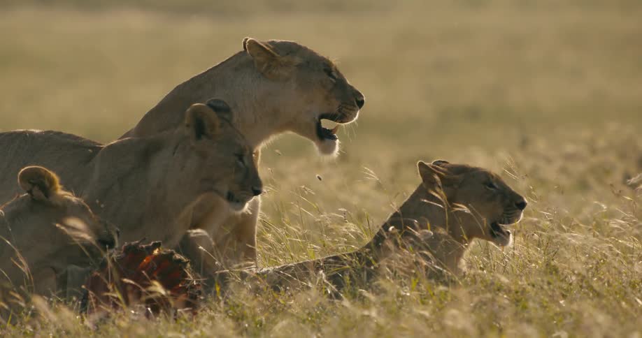 A group of lions are walking in the jungle grass