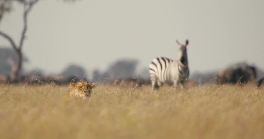 A zebra stops to look at the head of a lioness resting on the grass in the african savanna