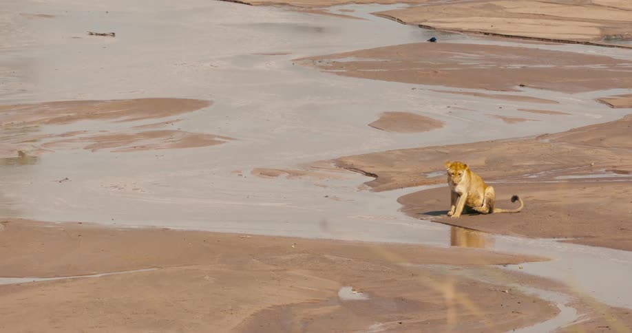 Lioness crouches near a stream in the savannah to drink water