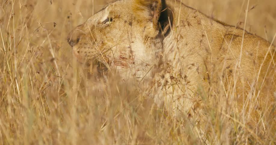 Close up of the head of a lioness resting on the tall grass in the african savanna