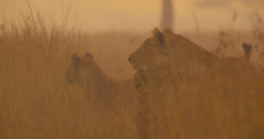 A trio of lions stand in the tall grass while alertly surveying their surroundings