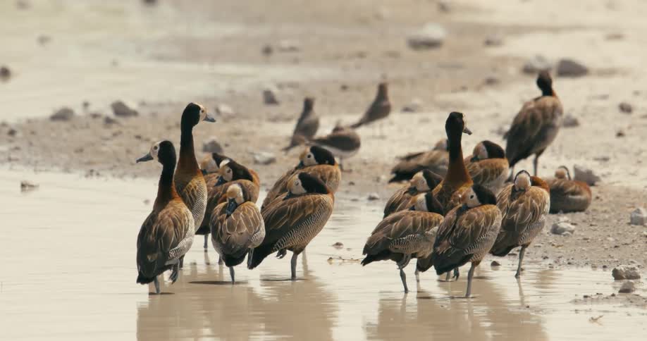 A flock of birds by a stream running across a dirt path