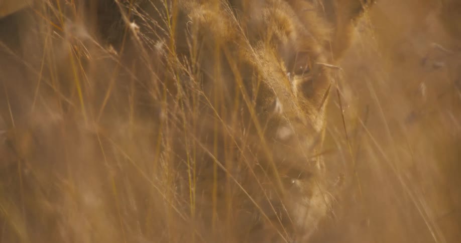 A lion watches from behind tall grass