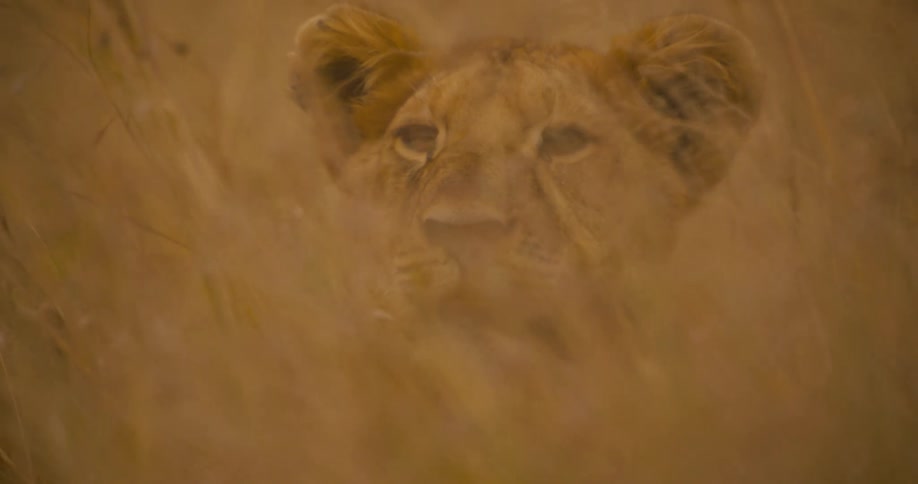 A lone lion conceals itself in a field of tall as it watches for prey