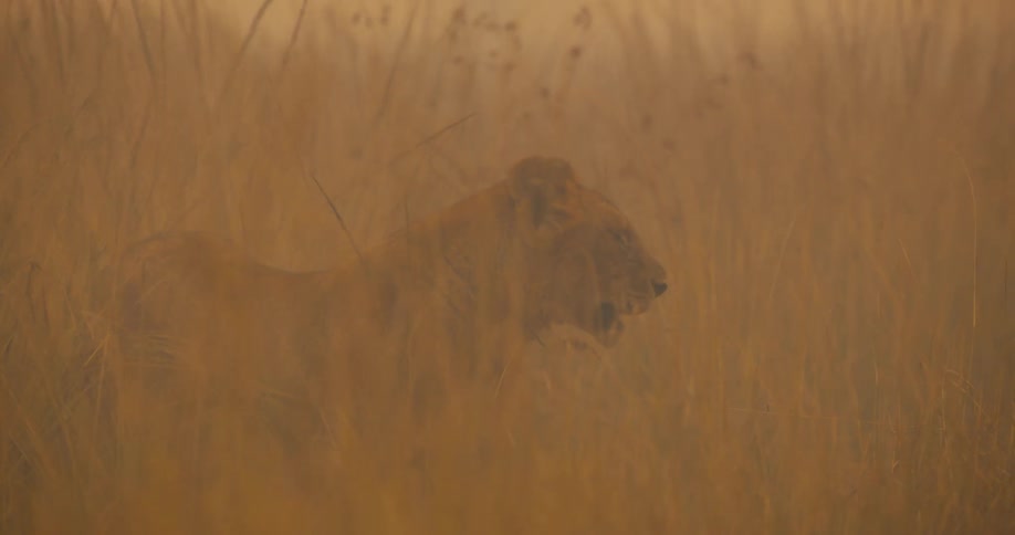 Lioness standing in tall grass in savanna obscured by grass another lioness crosses panting