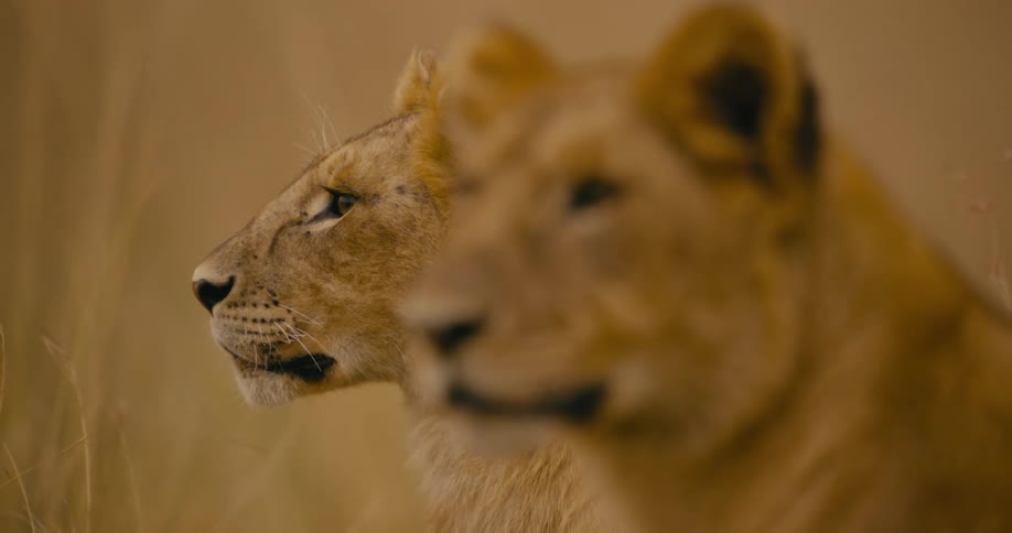 Two lionesses relaxing on the african savanna at daytime
