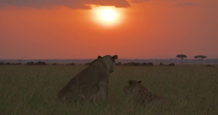 The sun shines upon two lions sitting in a field of tall dry grass as it moves in the breeze and a herd of wildebeest are grazing in the distance