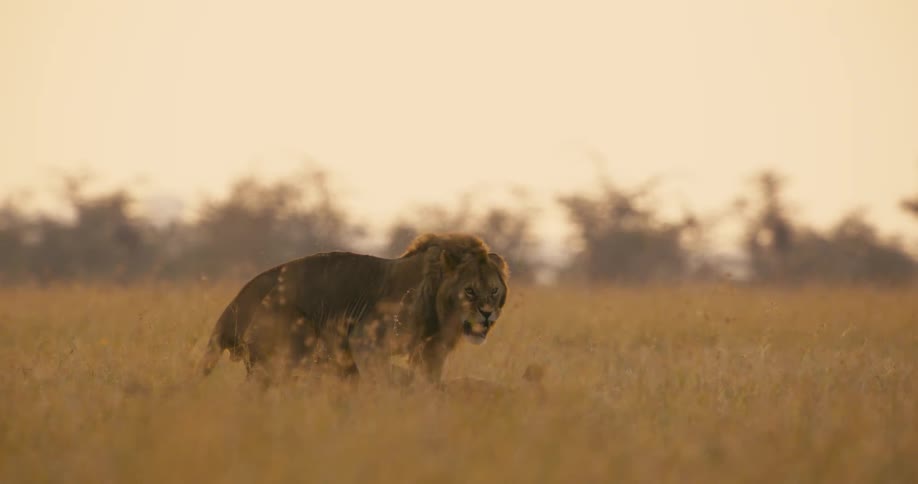 A male lion standing and fighting with a female lion in an open grassland