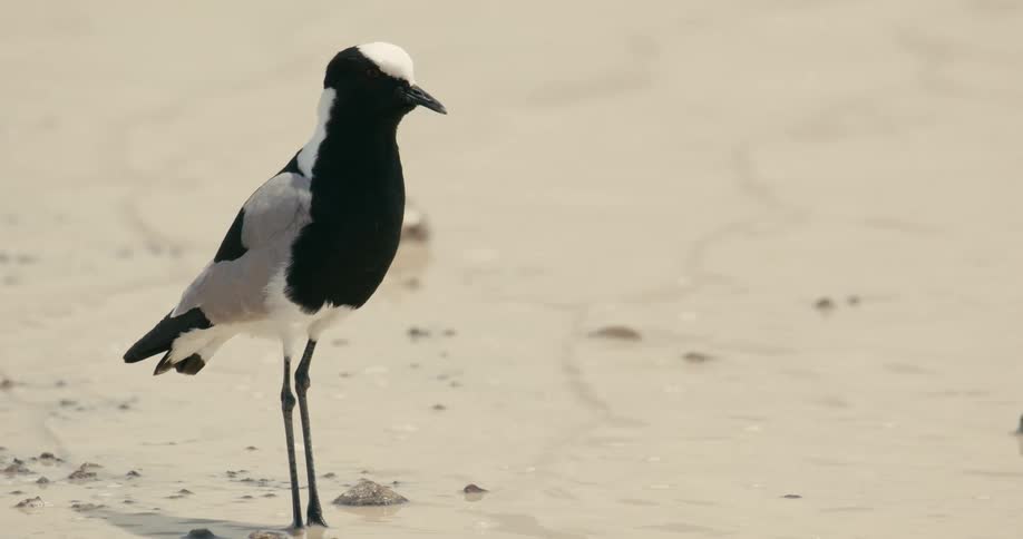 Close up of a blacksmith lapwing standing on the bank of a river