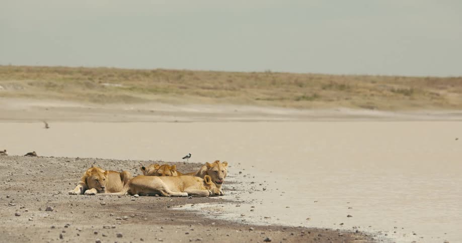 A group of lions are resting on the shore of a large body of water under a sunny sky