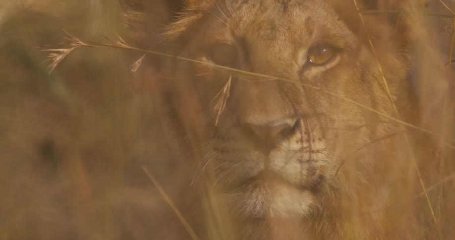 Close up of the head of a lion resting on the tall grass in the african savanna